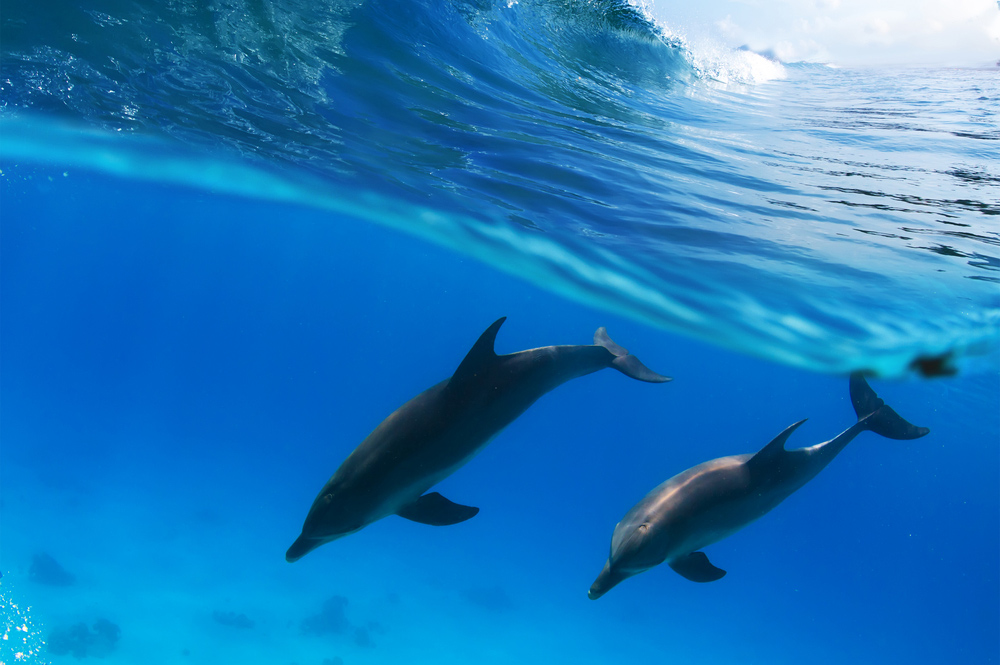 Dolphins