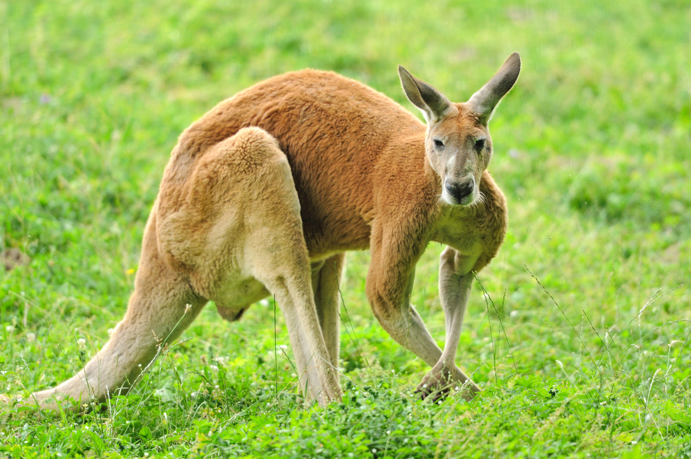 Kangaroo