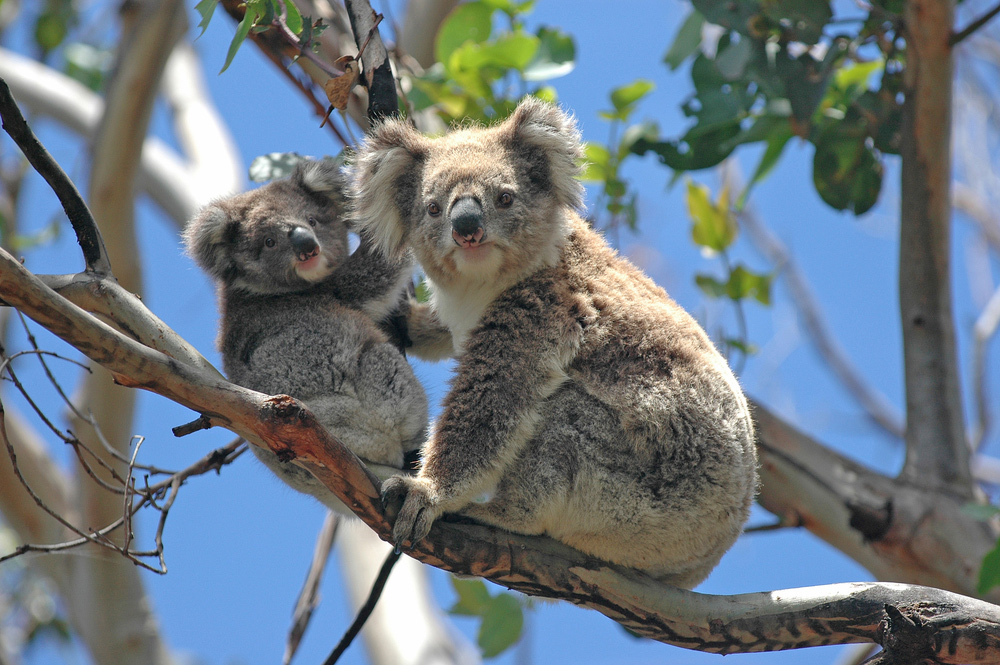 Koalas